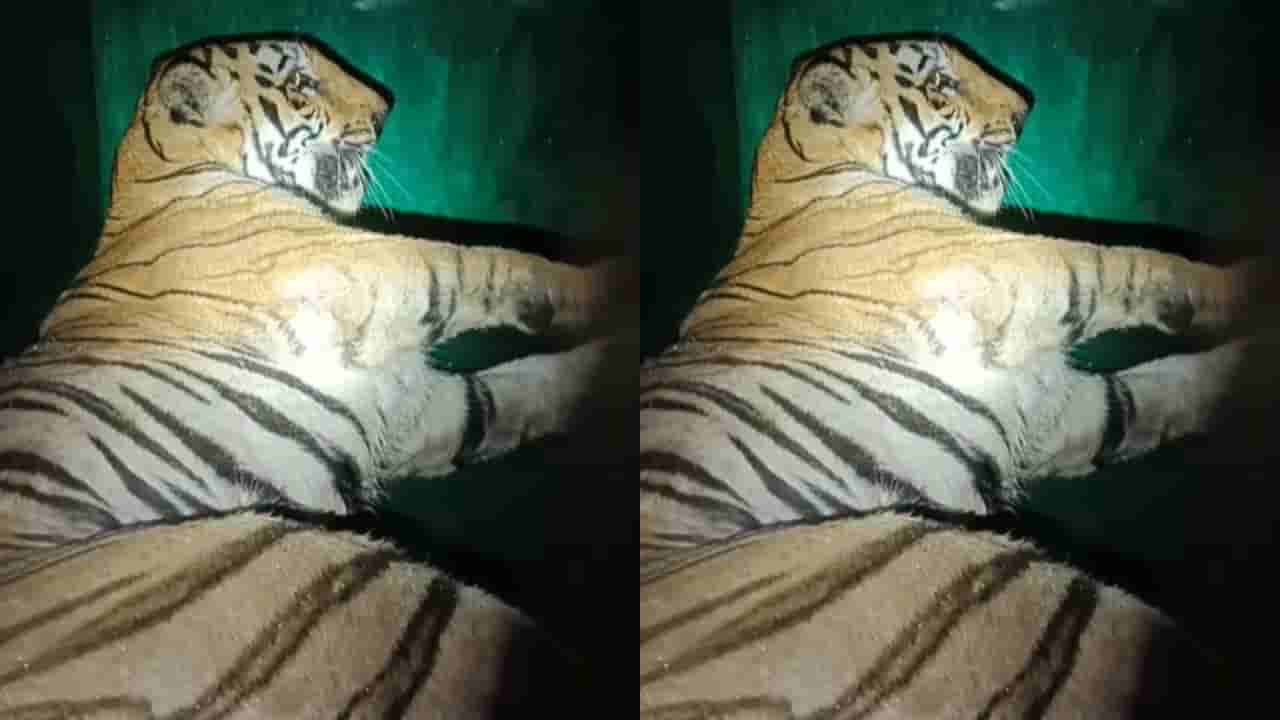 T-2 Tigre: హమ్మయ్య.. ఎట్టకేటకు చిక్కింది.. మహారాష్ట్రలో నలుగురికి చంపిన బెబ్బులు ఇదే!