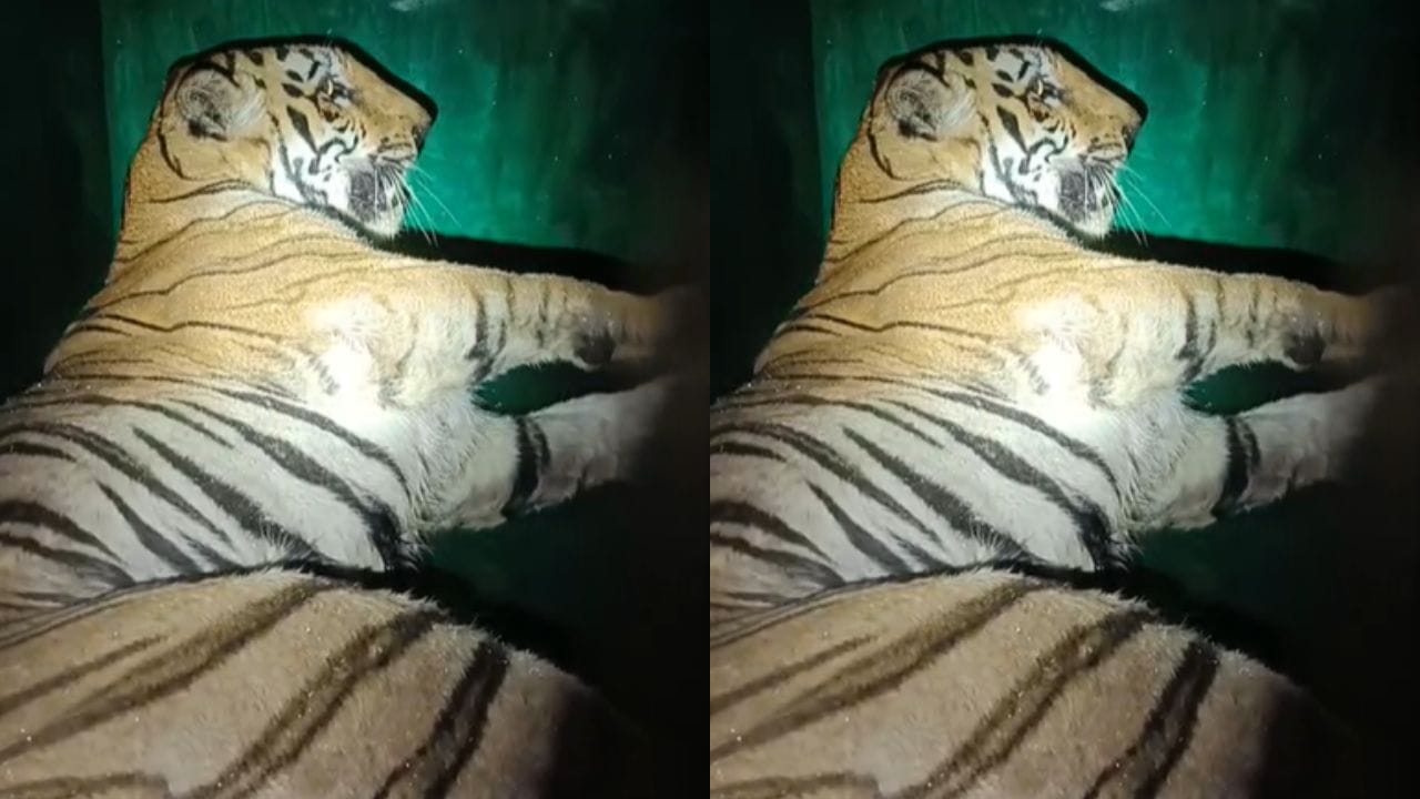 T-2 Tigre: హమ్మయ్య.. ఎట్టకేటకు చిక్కింది.. మహారాష్ట్రలో నలుగురికి చంపిన బెబ్బులు ఇదే!