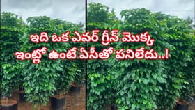 ఇది ఒక ఎవర్ గ్రీన్ మొక్క..ఇంట్లో ఉంటే ఏసీతో పనిలేదు! హిమాలయాల్లో