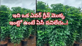 ఇది ఒక ఎవర్ గ్రీన్ మొక్క..ఇంట్లో ఉంటే ఏసీ పనిలేదు..! హిమాలయాల్లో