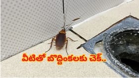 వంటింట్లో బొద్దింకల బెడదా? శాశ్వతంగా చెక్ పెట్టండిలా!