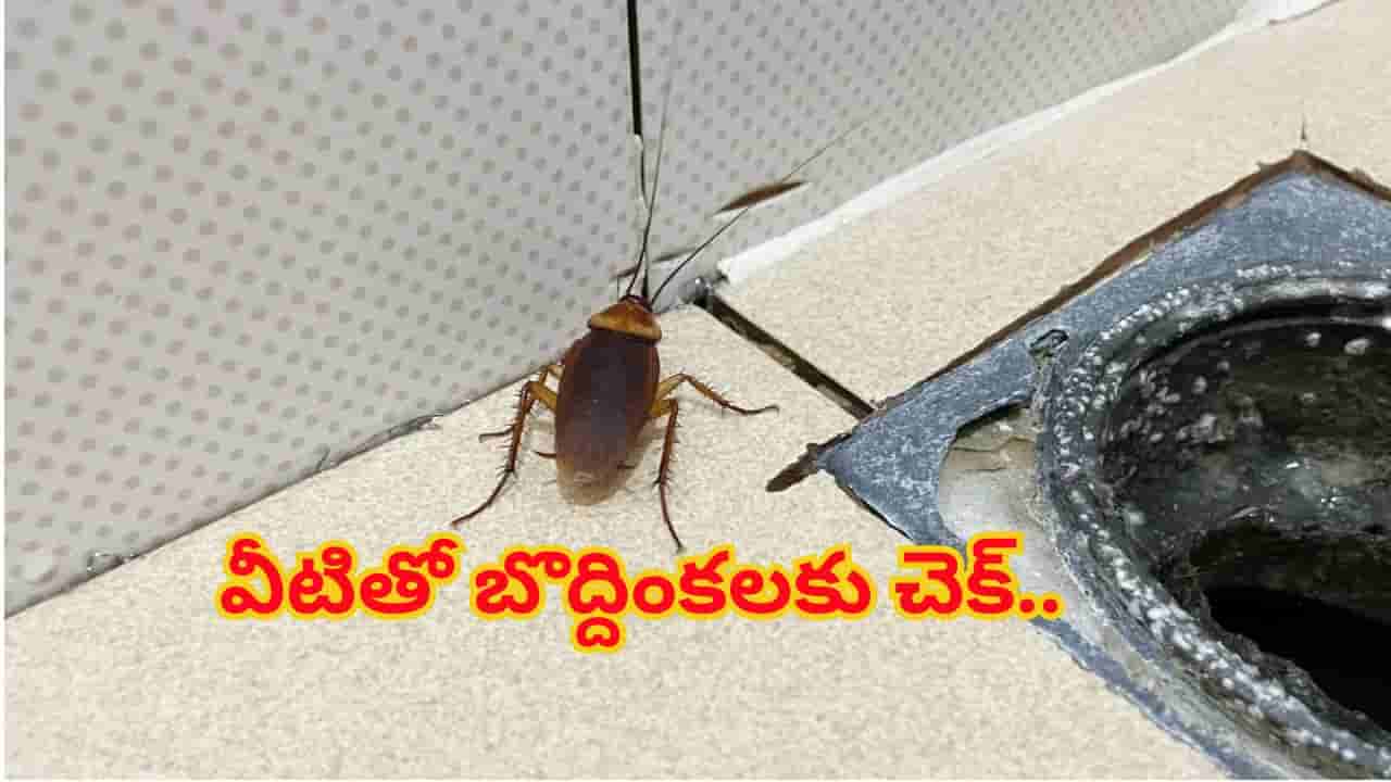 వంటింట్లో బొద్దింకల బెడదా? కెమికల్స్ లేకుండా ఈ 5 సహజ చిట్కాలతో శాశ్వతంగా చెక్ పెట్టండి!