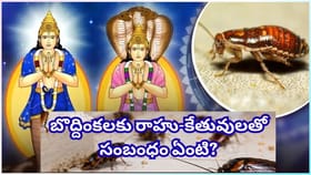 వంటగదిలో బొద్దింకలా? వాస్తు ప్రకారం ఇది ఆర్థిక సమస్యలకు సంకేతమట!