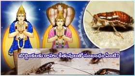వంటగదిలో బొద్దింకలా? వాస్తు ప్రకారం ఇది ఆర్థిక సమస్యలకు సంకేతమట!
