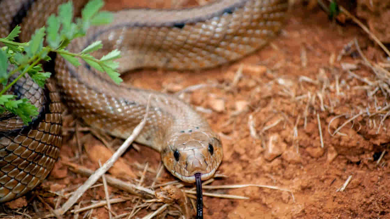 Snakes: ఈ చిన్న వస్తువుతో పాముల పని పట్టొచ్చు.. ఇలా చేస్తే మీ ఇంటి దరిదాపుల్లోకి మళ్లీ రావు..