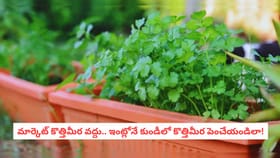మార్కెట్ కొత్తిమీర వద్దు.. ఇంట్లోనే కుండీలో కొత్తిమీర పెంచేయండిలా