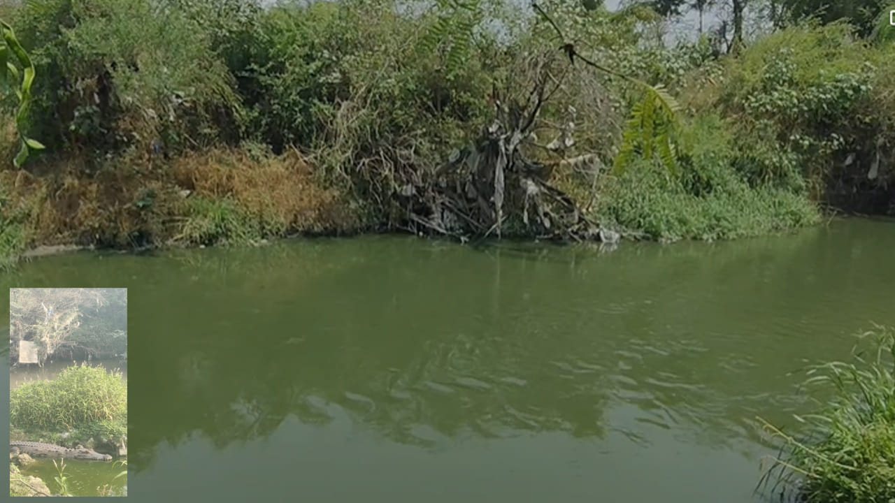 crocodile sighting in Patancheru