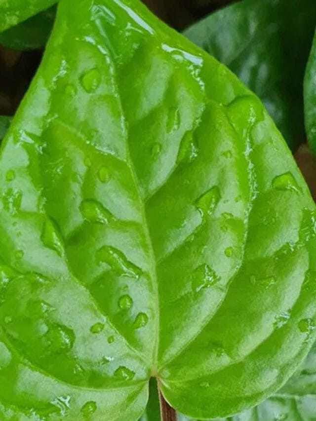 తమలపాకు ఆకులు తింటే ఎన్ని లాభాలో తెలుసా?