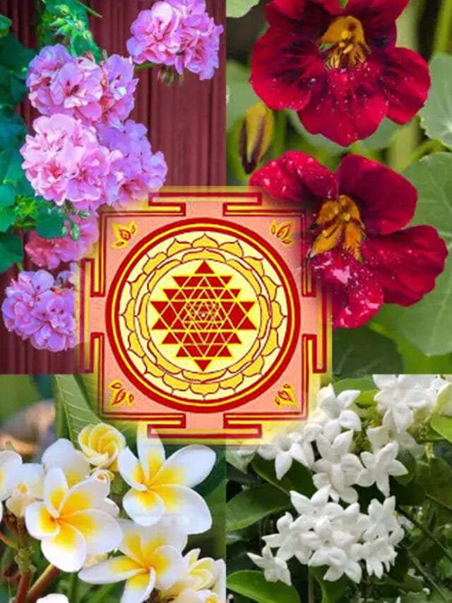 సంపద తీసుకొచ్చే పూల మొక్కలు ఇవే.. ఇంట్లో ఉంటే డబ్బే డబ్బు!