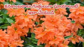 కనకాంబరాలు గుత్తులు గుత్తులుగా పూయాలంటే ఇవి ఇవ్వండి..