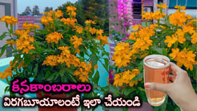 మీ కనకాంబరం మొక్క ఏపుగా పెరిగి..