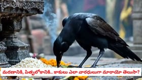 మరణానికి, పితృలోకానికి.. కాకులు ఎలా వారధులుగా మారాయో తెలుసా?