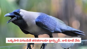 ఒక్కసారి పగబడితే తరతరాలకూ ట్రాన్స్ఫర్.. కాకి రూటే వేరు