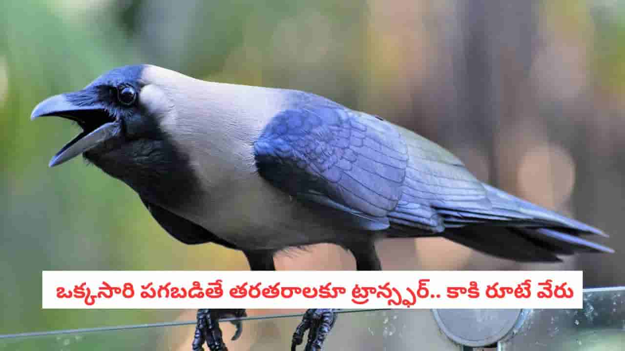 Crows secrets: ఒక్కసారి పగబడితే తరతరాలకూ ట్రాన్స్ఫర్.. కాకులకు ఎందుకంత కోపం?