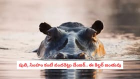 పులి, సింహం కంటే వందరెట్లు డేంజర్.. ఈ కిల్లర్ జంతువు