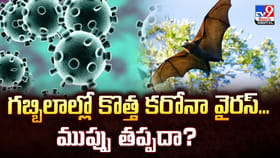 గబ్బిలాల్లో కొత్త కరోనావైరస్.. ముప్పు తప్పదా?