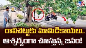 రావిచెట్టుకు మామిడికాయలు.. ఆశ్చర్యంగా చూస్తున్న జనం!