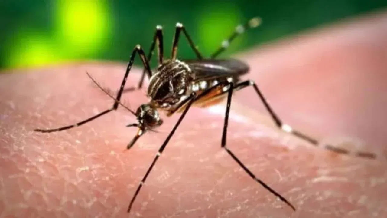 Does Garlic Repel Mosquitoes