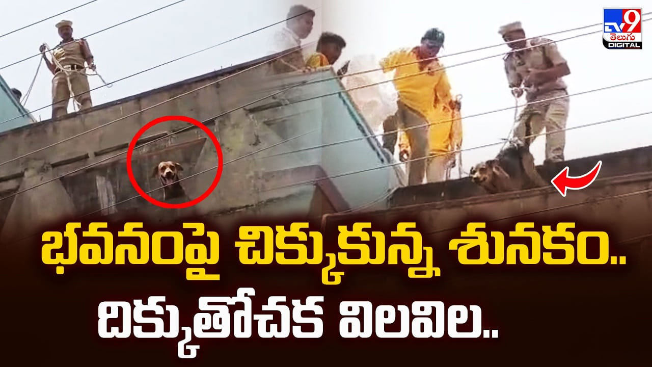 భవనంపై చిక్కుకున్న శునకం.. దిక్కుతోచక విలవిల..