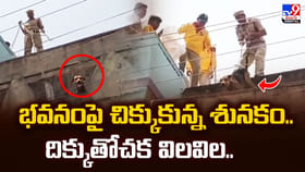 భవనంపై చిక్కుకున్న శునకం.. దిక్కుతోచక విలవిల..
