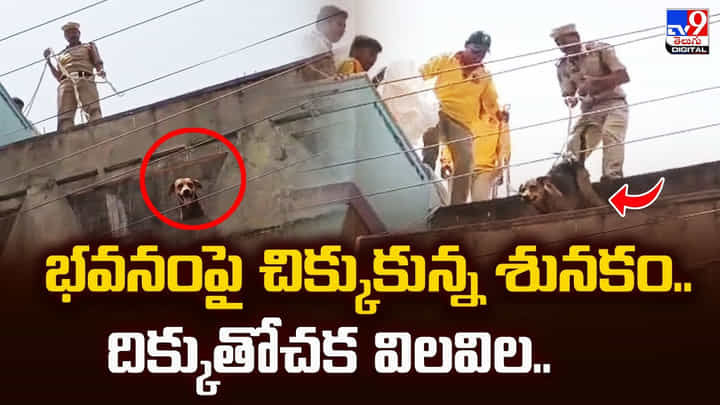 భవనంపై చిక్కుకున్న శునకం.. దిక్కుతోచక విలవిల.. భవనంపై చిక్కుకున్న శునకం.. దిక్కుతోచక విలవిల..