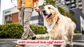 వాటిని చూసుకుంటే నెలకు లక్షల్లో జీతమా?