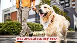 Weight Loss Diet: చక్కెర బదులు బెల్లం తింటున్నారా? బరువు తగ్గకపోగా పెరిగే ఛాన్స్.. నిపుణులు ఏమంటున్నారంటే!