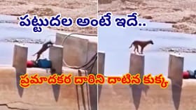 ప్రయత్నిస్తే కచ్చితంగా ఫెయిల్ అవ్వరు! ఓటమిని ఒప్పుకోని శునకం