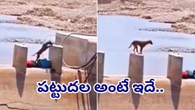 ప్రయత్నిస్తే కచ్చితంగా ఫెయిల్ అవ్వరు! ఓటమిని ఒప్పుకోని శునకం