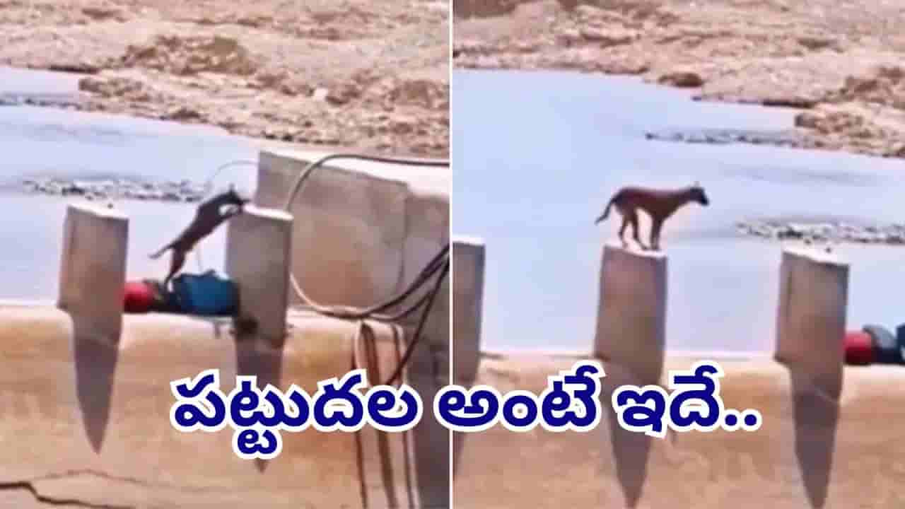 Viral Video: ప్రయత్నిస్తే కచ్చితంగా ఫెయిల్ అవ్వరు..! ఓటమిని ఒప్పుకోని శునకం ఏం చేసిందో చూస్తే..