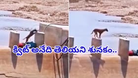 ప్రయత్నిస్తే కచ్చితంగా ఫెయిల్ అవ్వరు! ఓటమిని ఒప్పుకోని శునకం