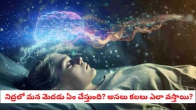 నిద్రలో మన మెదడు ఏం చేస్తుంది? అసలు కలలు ఎలా వస్తాయి?