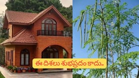 మునగ చెట్టు దగ్గర ఆత్మలు ఉంటాయా..? ఇంటికి దోషమని వాస్తు ఎందుకు..