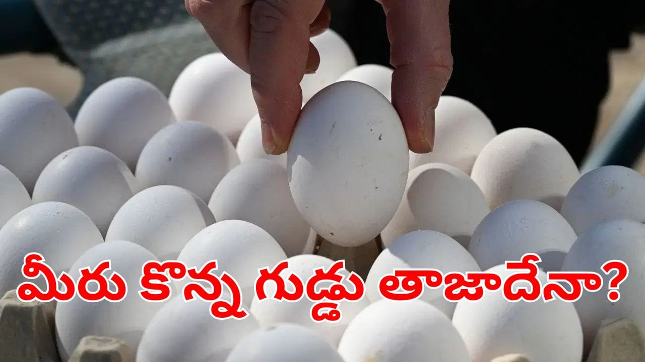 Egg Test : మీరు కొన్న గుడ్డు తాజాదా? లేదా పాడైపోయిందా.. క్షణాల్లో ఇలా గుర్తించండి