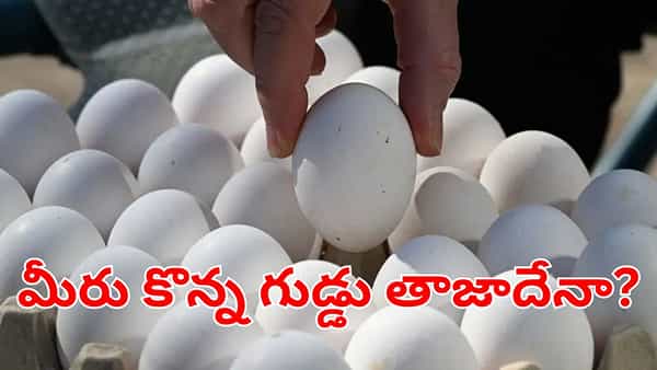 Egg Test : మీరు కొన్న గుడ్డు తాజాదా? లేదా పాడైపోయిందా.. క్షణాల్లో ఇలా గుర్తించండి