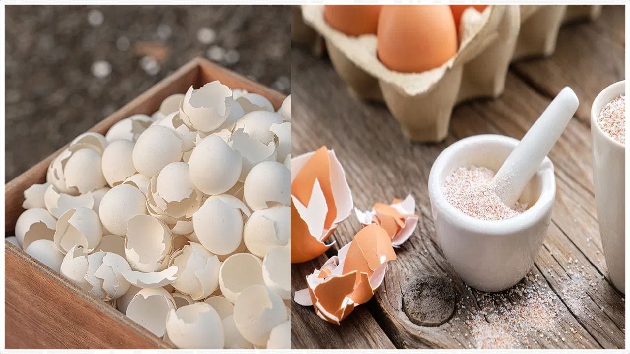 Eggshells