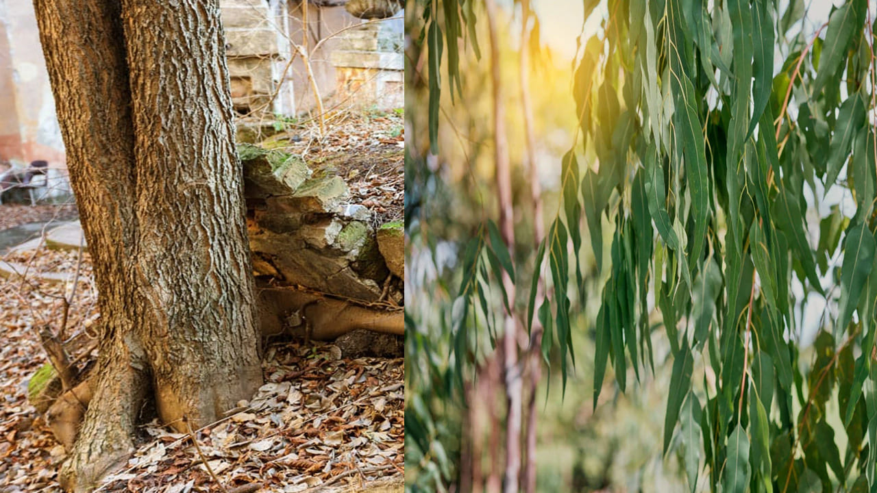 నీలగిరి చెట్టు( యూకలిప్టస్ Eucalyptus): నీలగిరి చెట్టు వేర్లు భూమిలో చాలా లోతుగా, వెడల్పుగా వ్యాపిస్తాయి. ఇవి భూగర్భ జలాలను విపరీతంగా పీల్చేస్తాయి. దీనివల్ల ఇంటి చుట్టుపక్కల ఉండే బోర్వెల్ లేదా బావుల్లో నీటి మట్టం తగ్గిపోతుంది. అంతేకాకుండా, ఈ చెట్టు మట్టిలోకి కొన్ని రకాల రసాయనాలను విడుదల చేస్తుంది. ఇవి పక్కనే ఉండే ఇతర మొక్కలు లేదా పండ్ల చెట్ల ఎదుగుదలను దెబ్బతీస్తాయి. దీని ఆకులు చాలా నిదానంగా కుళ్ళిపోవడం వల్ల మట్టి సారవంతం కాదు.