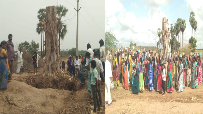 బ్రహ్మం గారి మహిమనా.. నరికినా లేచి నిలబడ్డ రావిచెట్టు..