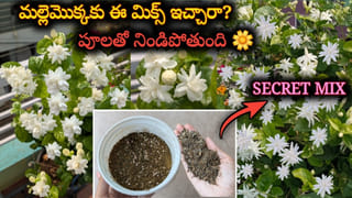 ఇంటి తాళాలు పగలగొట్టి సినిపక్కీలో భారీ చోరీ.. 12 రోజుల తర్వాత ఎట్టకేలకు చిక్కిన అన్నదమ్ములు!