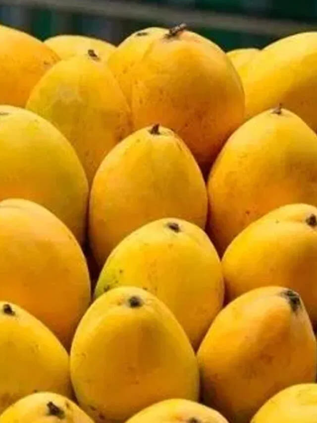 మామిడి పండ్లను వీటితో కలిపి అస్సలు తినొద్దు.. ఎందుకో తెలుసా..?