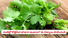 వంటిట్లో కొత్తిమీర తాజాగా ఉండాలా? ఈ చిట్కాలు పాటించండి