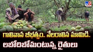 రావిచెట్టుకు మామిడికాయలు.. ఆశ్చర్యంగా చూస్తున్న జనం!
