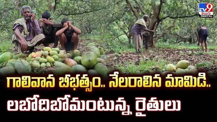 గాలివాన బీభత్సం..నేలరాలిన మామిడి.. గాలివాన బీభత్సం..నేలరాలిన మామిడి..