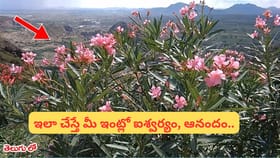 ఇంట్లో గన్నేరు మొక్క పెంచొచ్చా? దురదృష్టం అంటారు.. కానీ నిజం వేరే