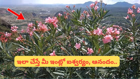 ఇంట్లో గన్నేరు మొక్క పెంచొచ్చా? దురదృష్టం అంటారు.. కానీ నిజం వేరే