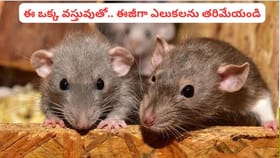 ఎలుకలను తరిమికొట్టే పవర్ ఫుల్‌ వెపన్.. ఇంట్లో ఇదొక్కటి ఉంటే