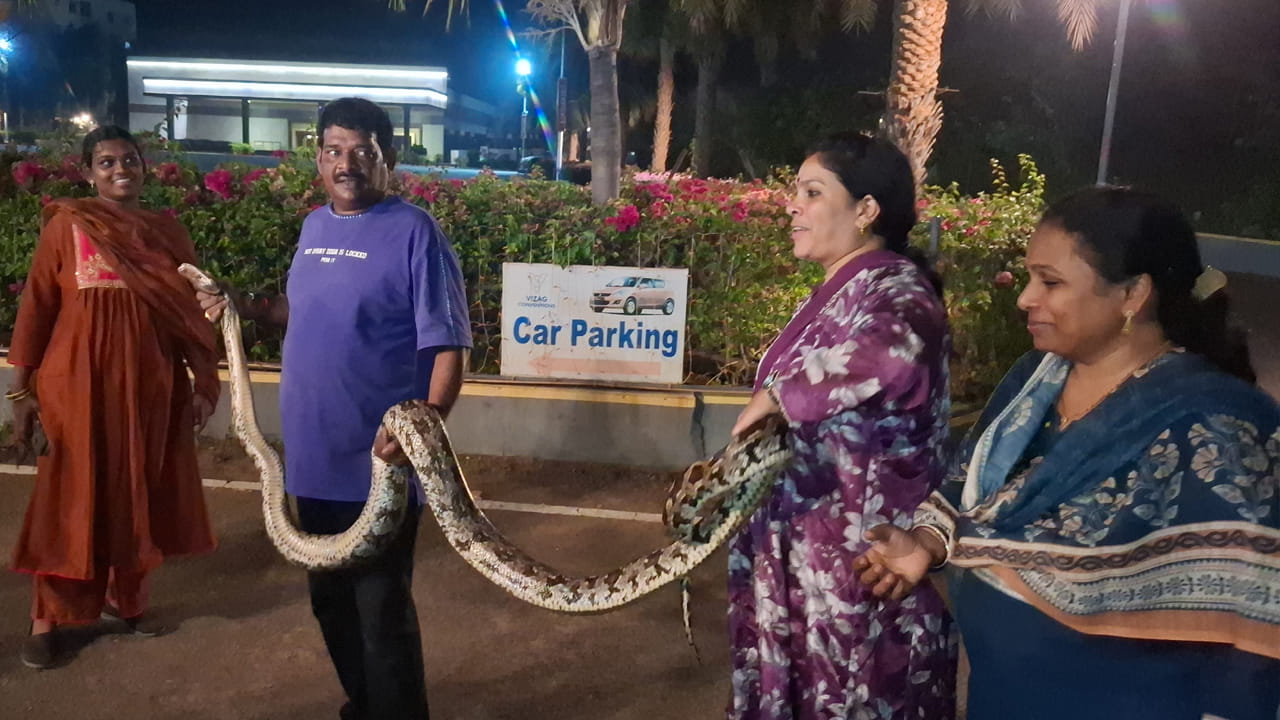 Giant Python