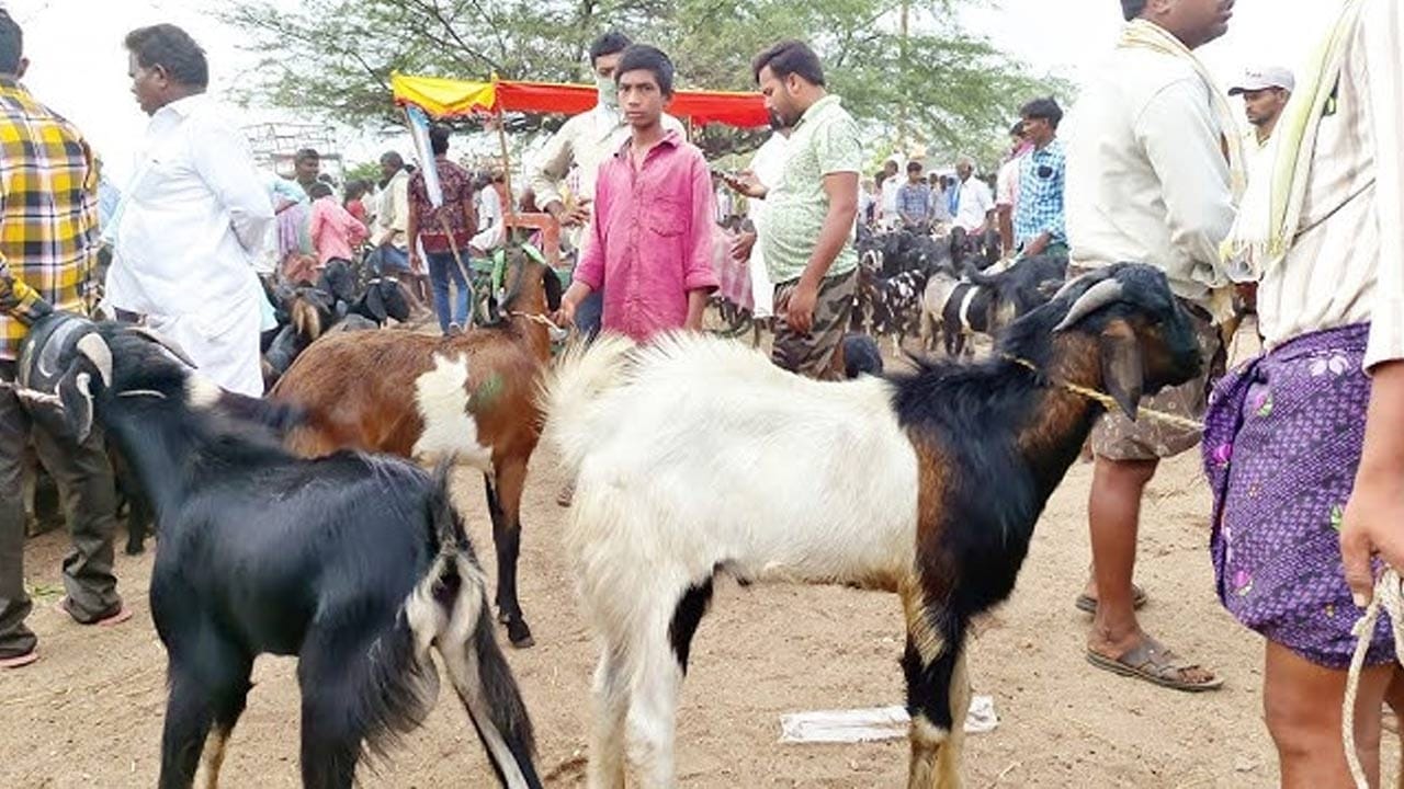 ఆదివారం వస్తే నాన్ వెజ్ లవర్స్ మేక మాంసం బాగా తింటారు. ఇంకా దీనిలో కొవ్వు శాతం కొద్దీ  మొత్తంలోనే ఉంటుంది. కానీ,  ప్రోటీన్లు మాత్రం అధికంగా ఉండటంతో  బలంగా ఉండేలా చేస్తుంది. ఇంకా  తిన్న తక్కువ సమయంలోనే జీర్ణమవుతుంది. అందుకే, సమ్మర్లో  మితంగా మేక మాంసం మంచిదని వైద్య నిపుణులు కూడా చెబుతున్నారు.
