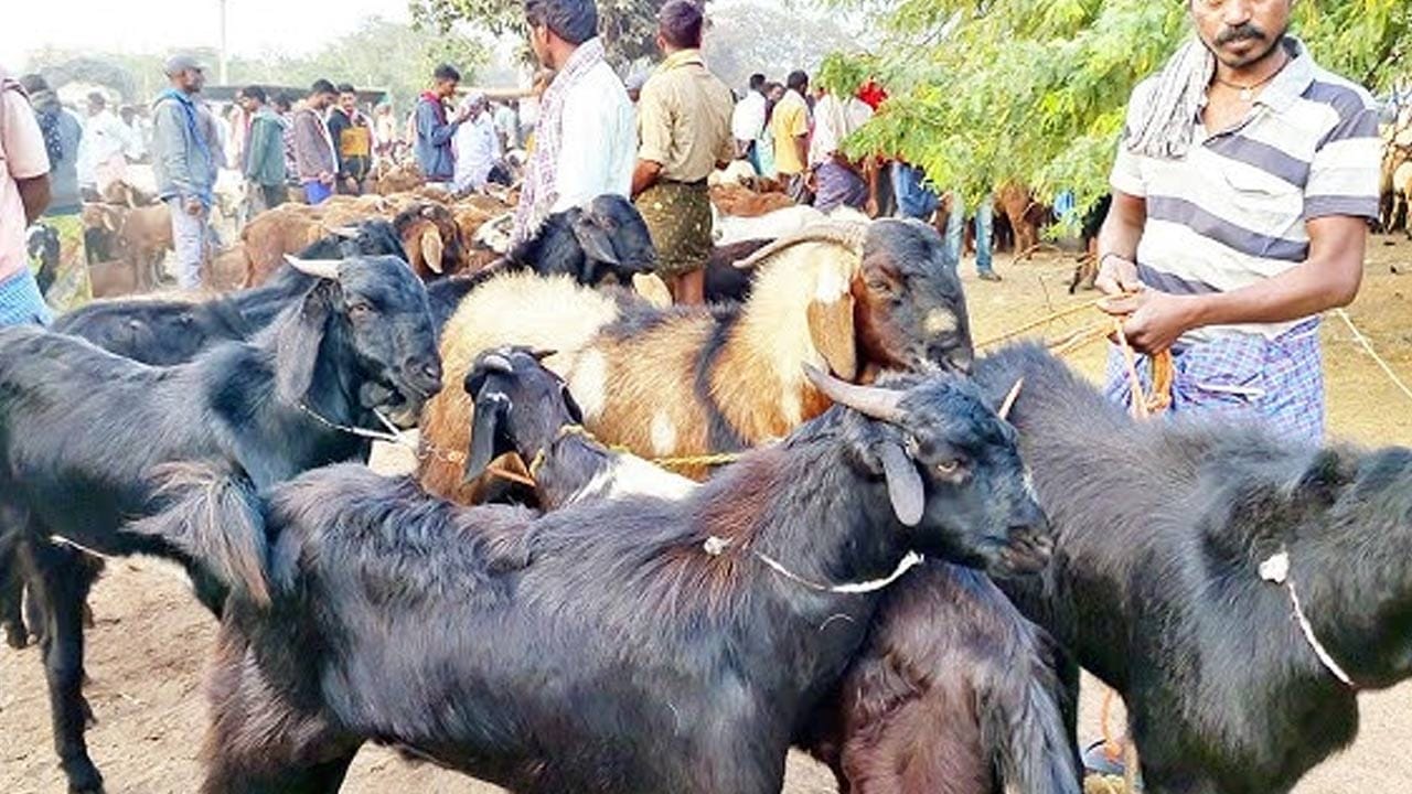 ఎండాకాలంలో ఆహార విషయంలో తగిన జాగ్రత్తలు తీసుకోవాలి. ఇక, ముఖ్యంగా నాన్ వెజ్ తినే వారు మరింత కేర్ తీసుకోవాలి. 
మీ బాడీకి ఏ మాంసం మంచిదో అది తింటే అనారోగ్య సమస్యలను దూరమవుతాయి. అయితే, కొందరికి మేక మాంసం, గొర్రె మాంసం ఉన్న  తేడా అస్సలు తెలియదు. ఇవి తిన్న తరవాత దీని  ప్రభావం వేర్వేరు వేర్వేరు గా ఉంటుంది.
