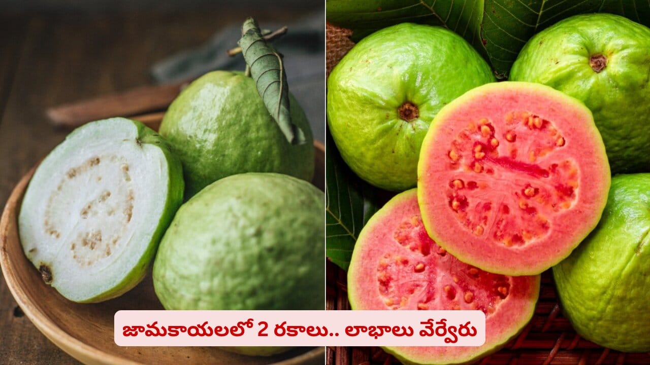 తెల్ల జామ, ఎర్ర జామ.. హెల్త్కి ఏది బెస్ట్? ఈ రెండింటికీ తేడాలు తెలుసా